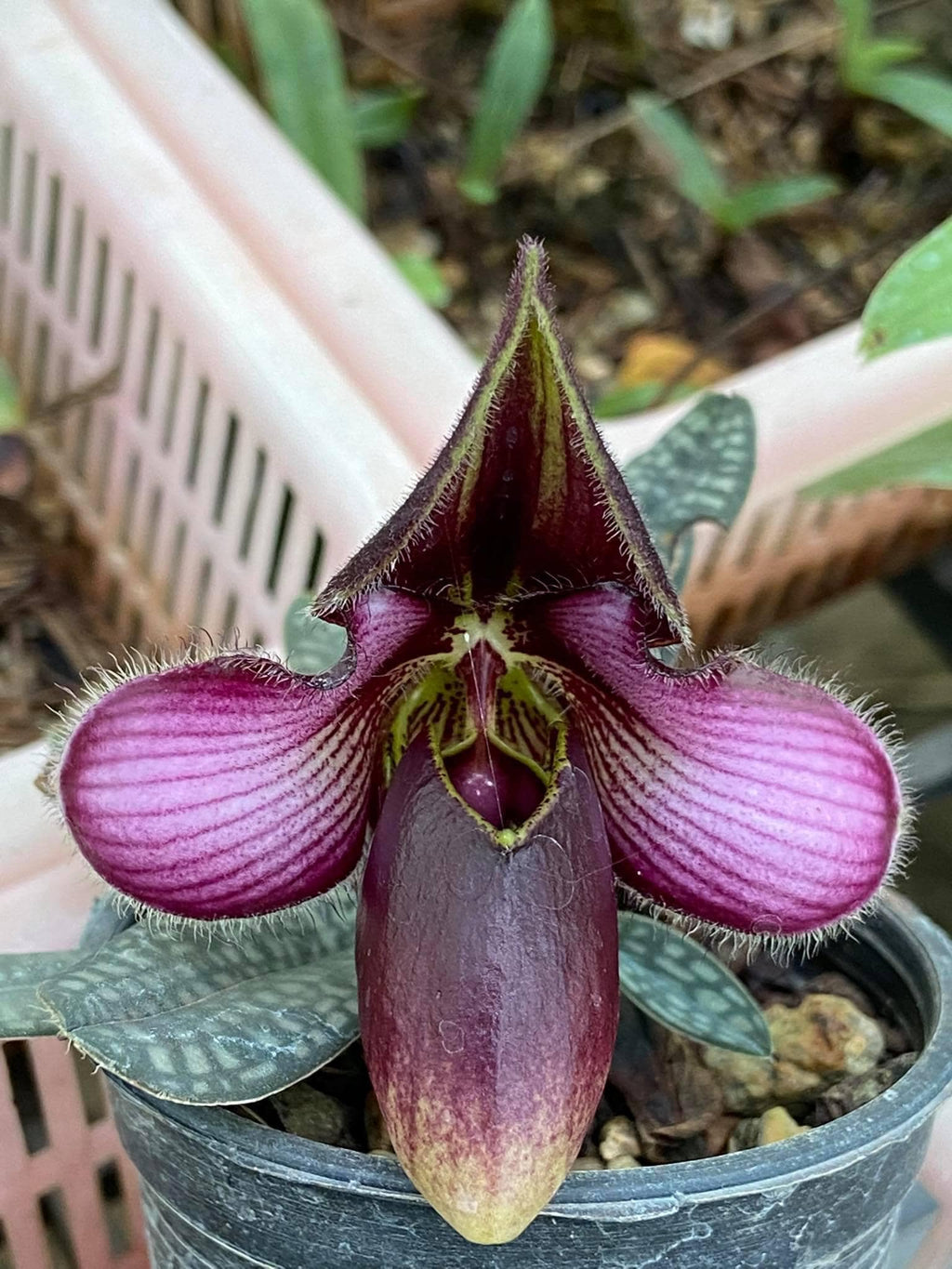 Orchidée Paphiopedilum rungsuriyanum 1 plante taille de floraison d'orchidée