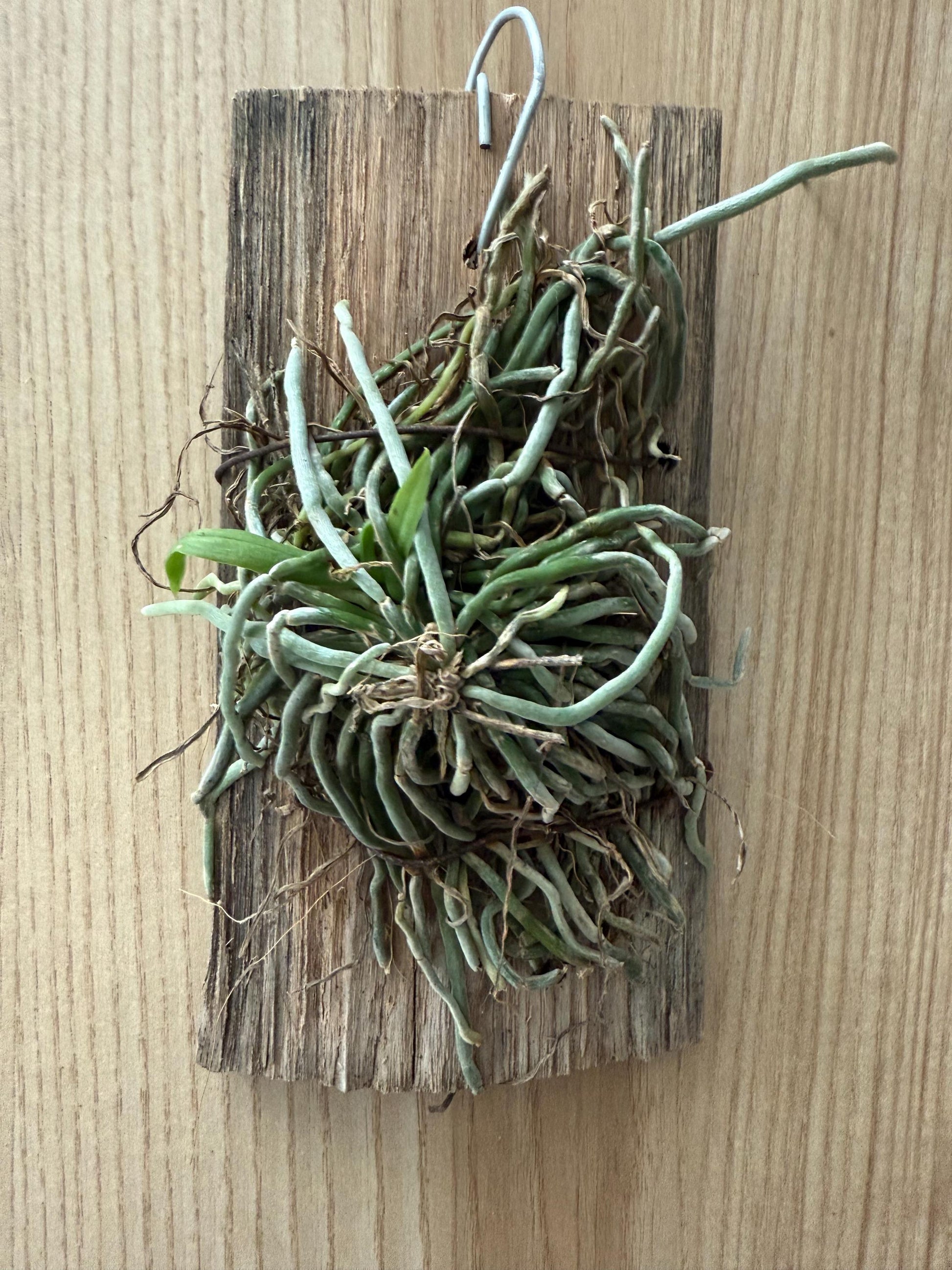 Chiloschista gelephuensis