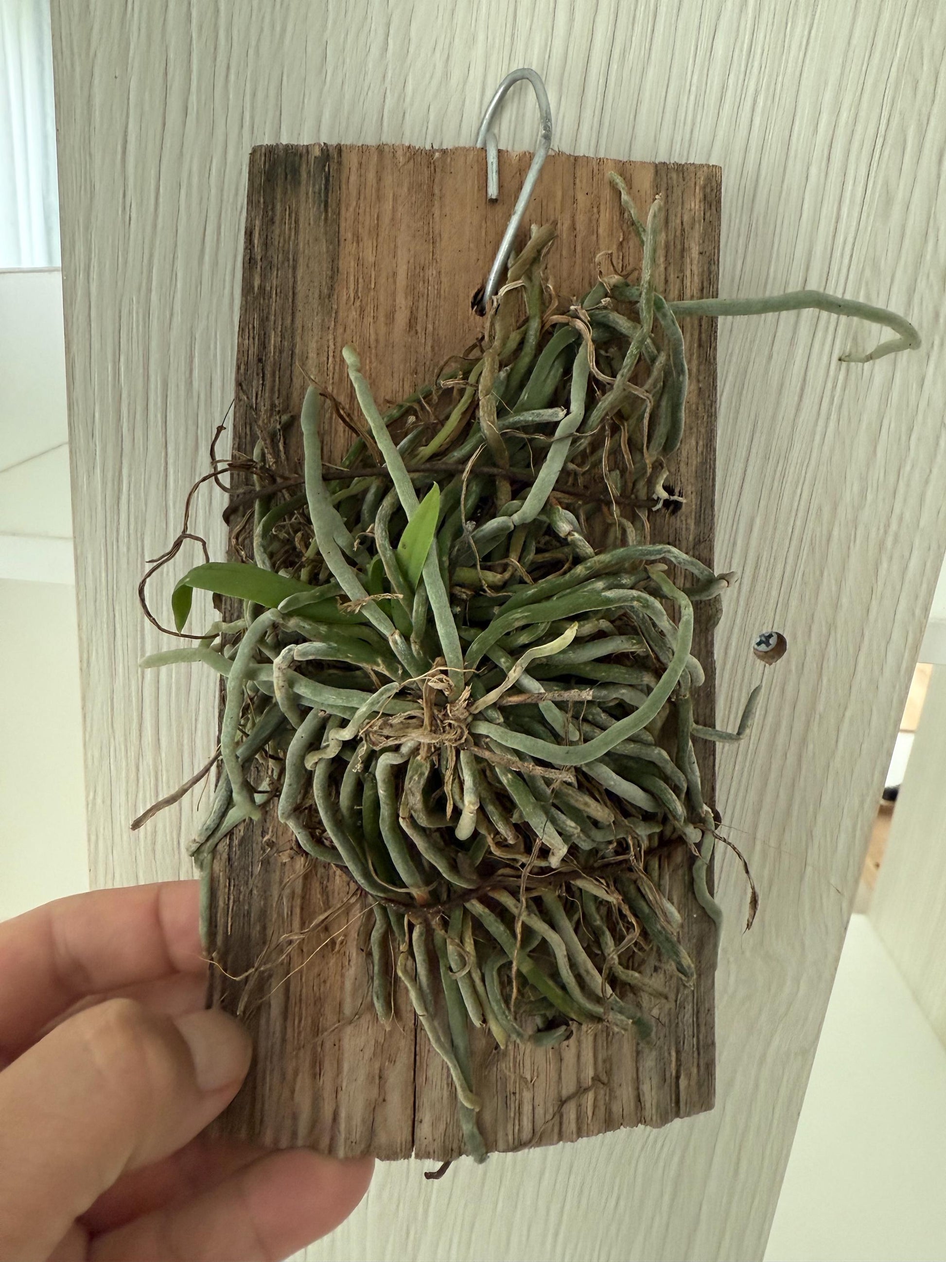 Chiloschista gelephuensis