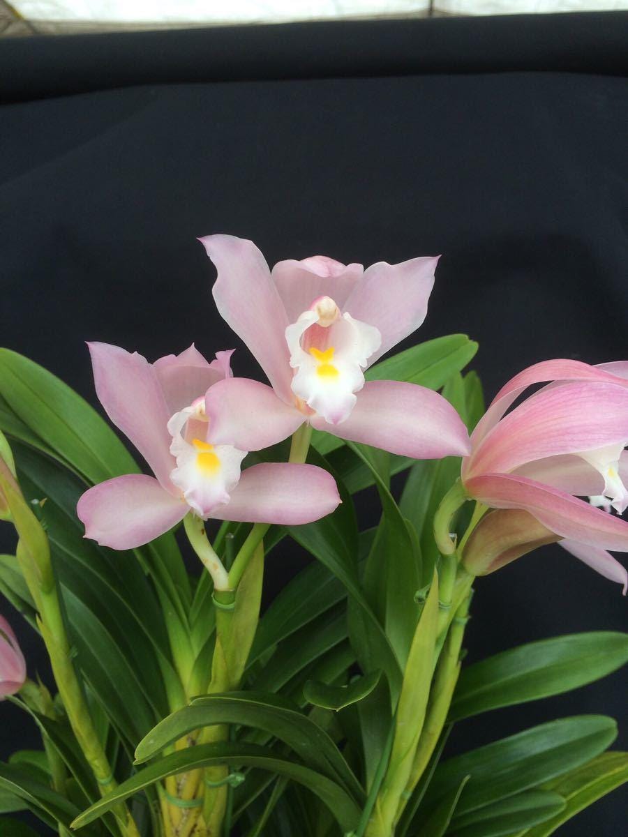 Cymbidium wadae 1 orchid plant , rare orchid collection Cymbidium fragrant, medium-sized flowers