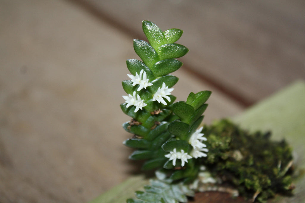 Microsaccus griffithii