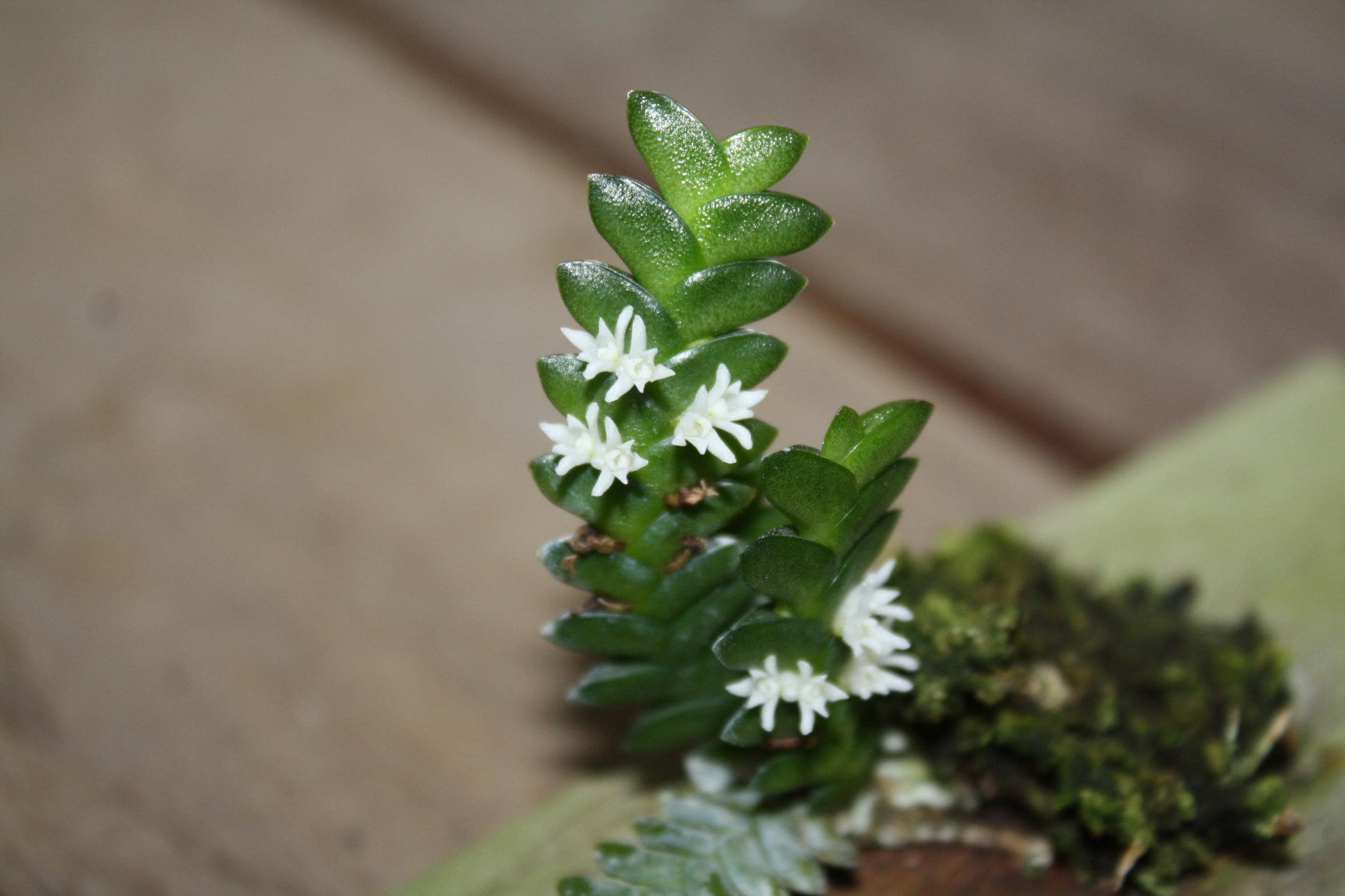 Microsaccus griffithii