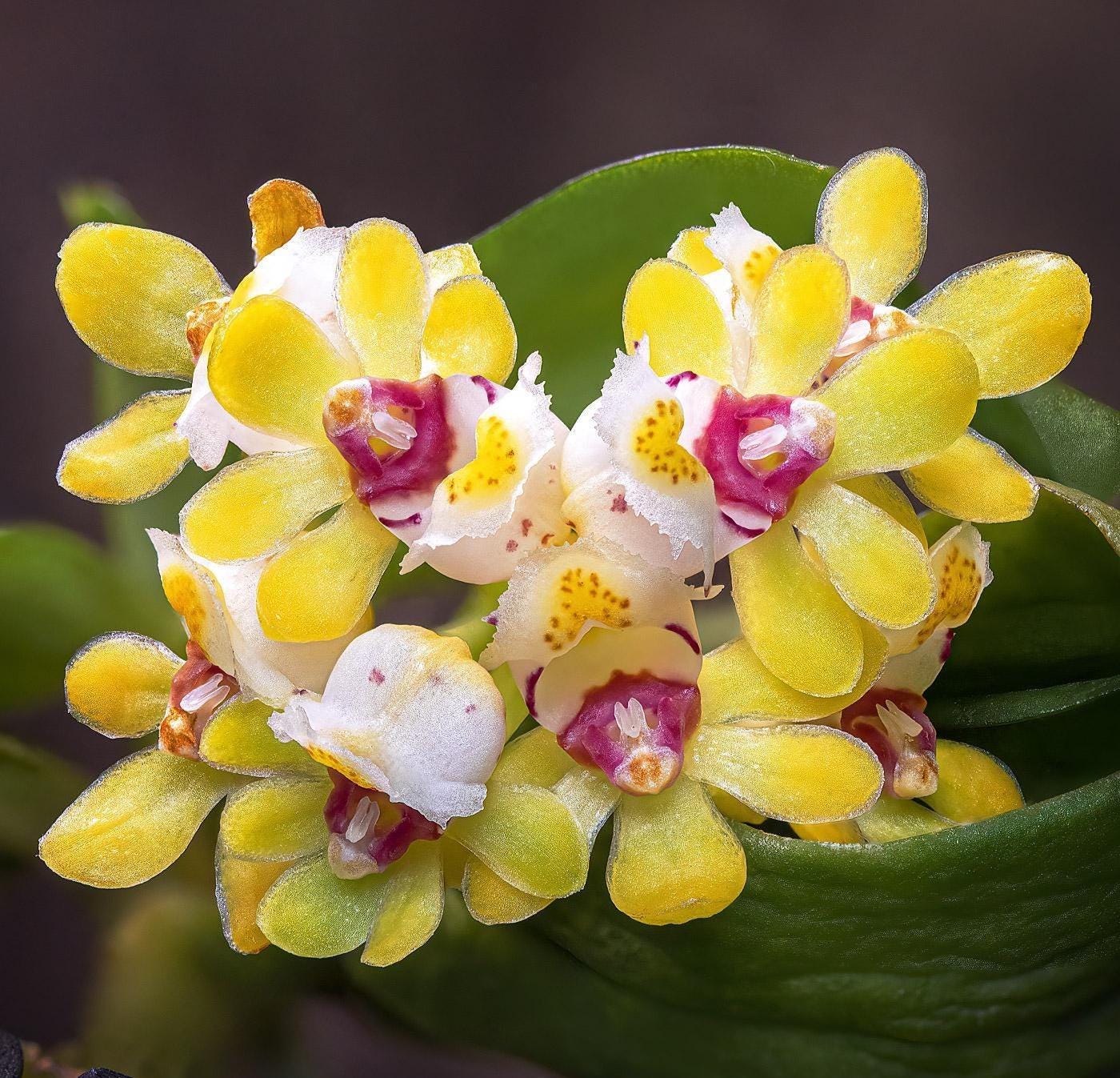 Gastrochilus obliquus