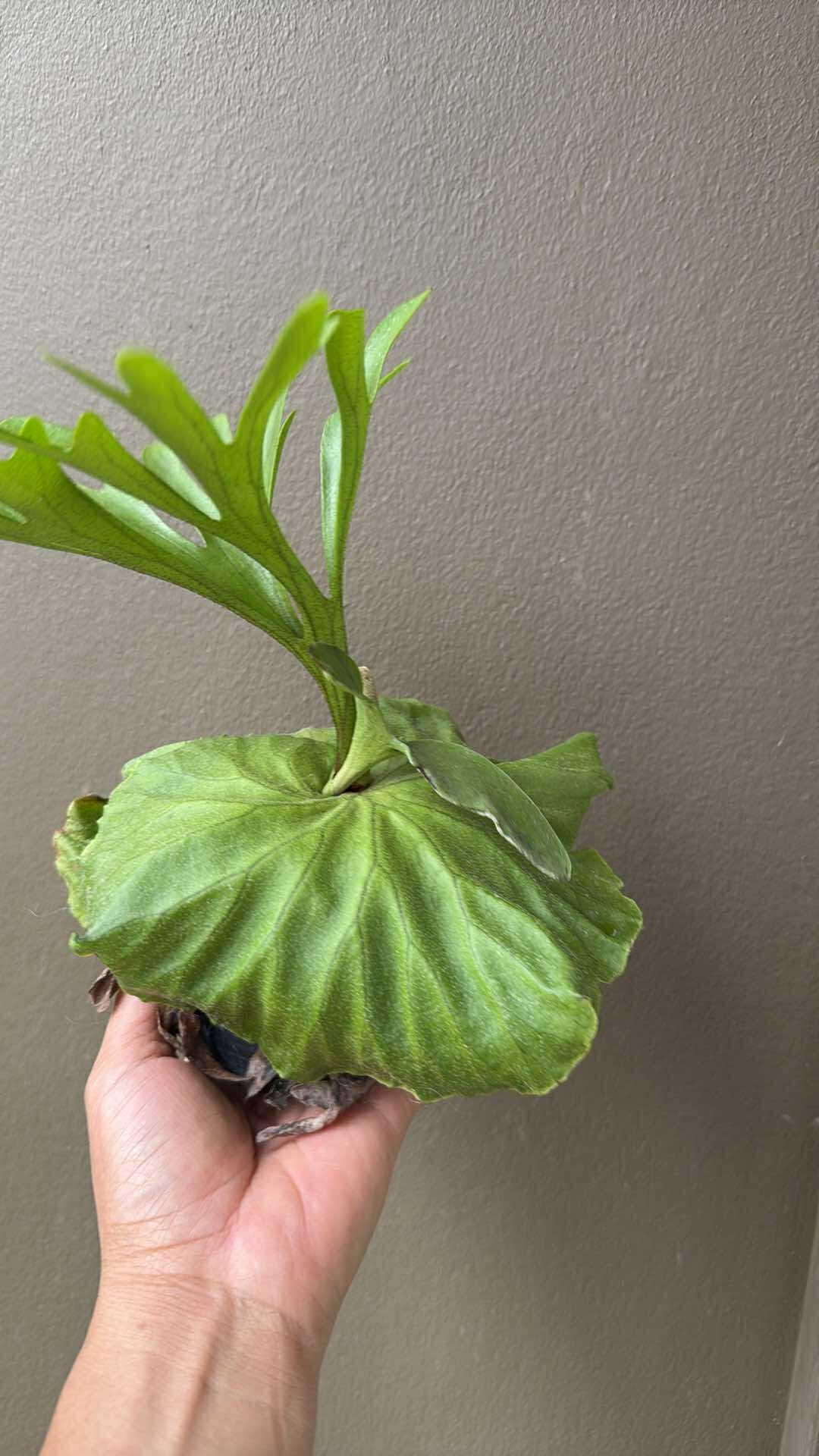 Platycerium Mt.kitshakood (P. ridleyi x P. coronarium) 1 Plant Staghorn Fern collection 1 plant P.Mt Kitshakood or P.Mount Kitshakood ビカクシダ - PotPlantPetal Co.