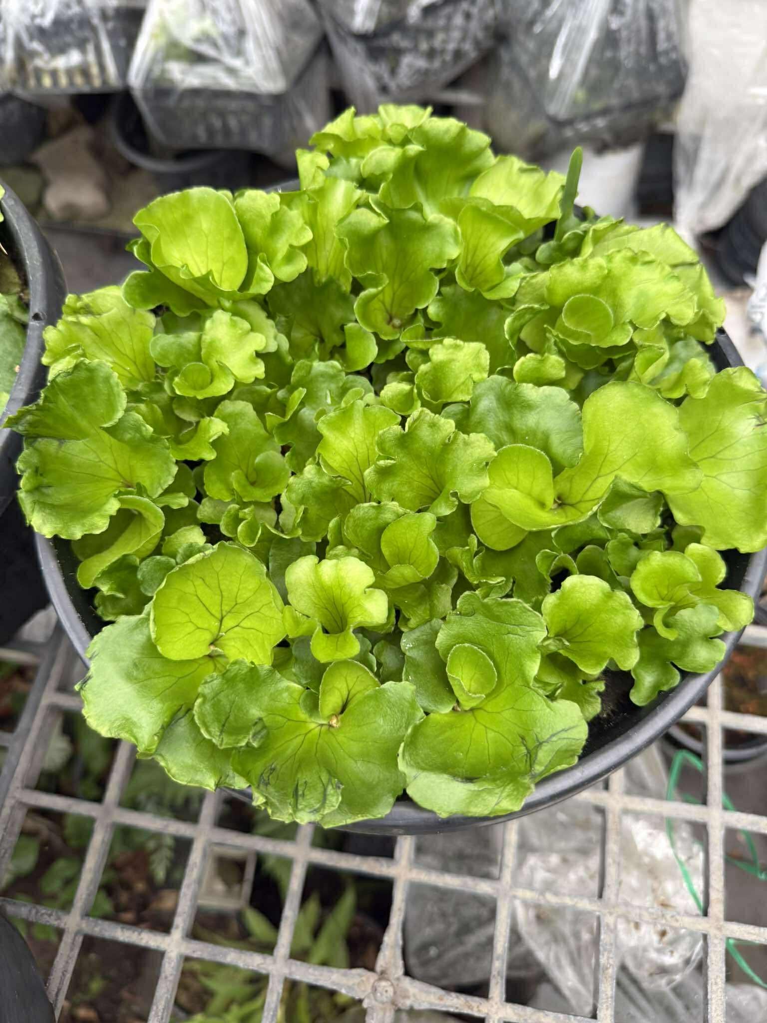 美株　ビカクシダ P.kitshakood×P.ridleyi Platycerium Mt.kitshakood (P. ridleyi x P. coronarium) 1