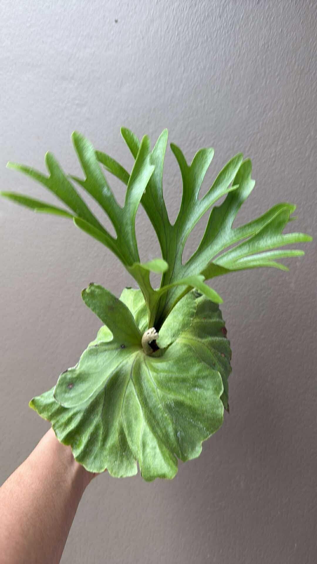 Platycerium Mt.kitshakood (P. ridleyi x P. coronarium) 1 Plant Staghorn Fern collection 1 plant P.Mt Kitshakood or P.Mount Kitshakood ビカクシダ - PotPlantPetal Co.