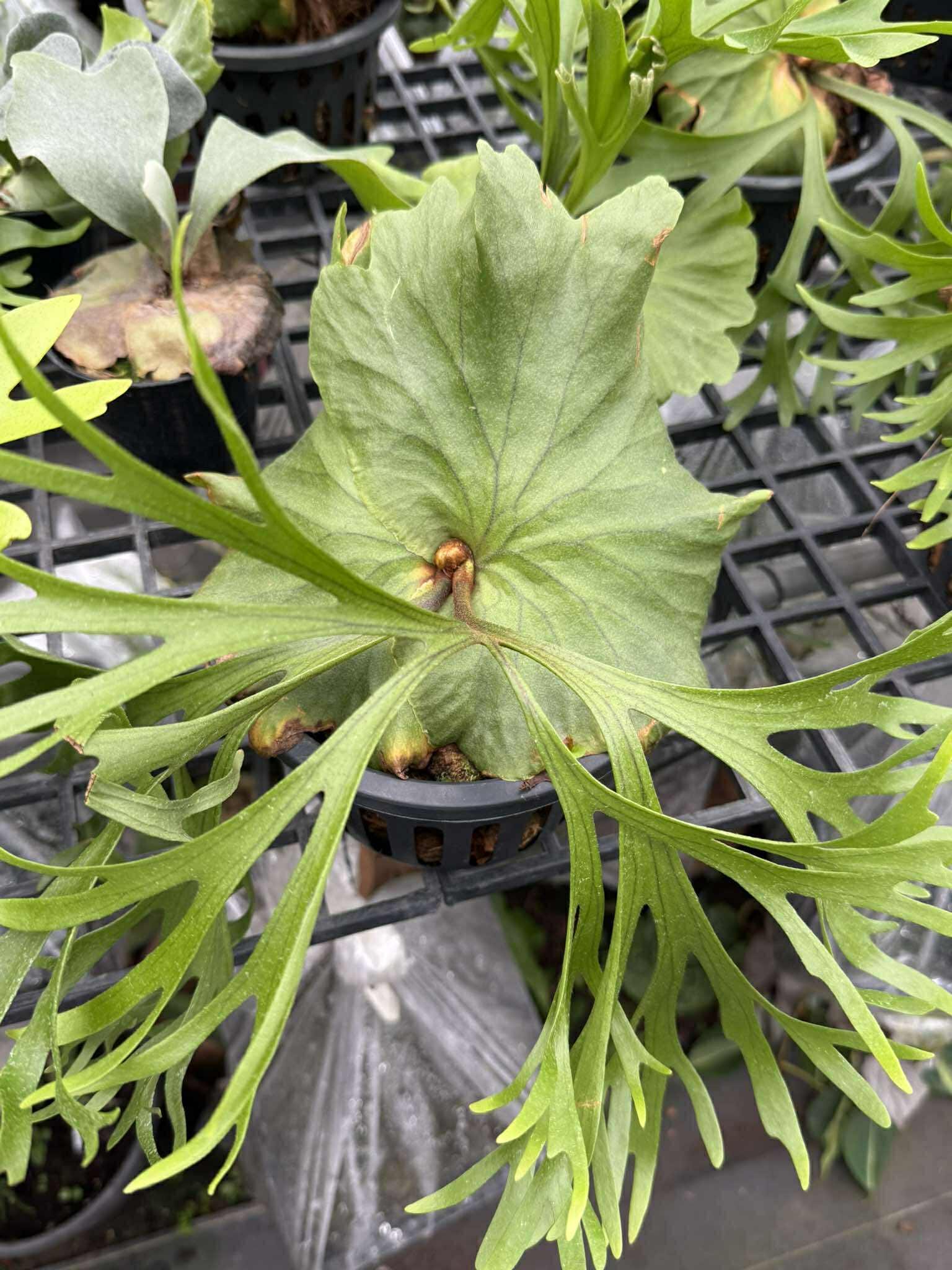 Platycerium Mt.kitshakood (P. ridleyi x P. coronarium) 1 Plant Staghorn Fern collection 1 plant P.Mt Kitshakood or P.Mount Kitshakood ビカクシダ - PotPlantPetal Co.