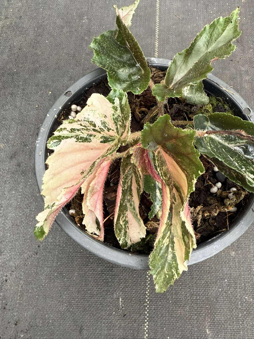 Rare Begonia Ginny Galaxy - Pink Variegation House Plant - PotPlantPetal Co.