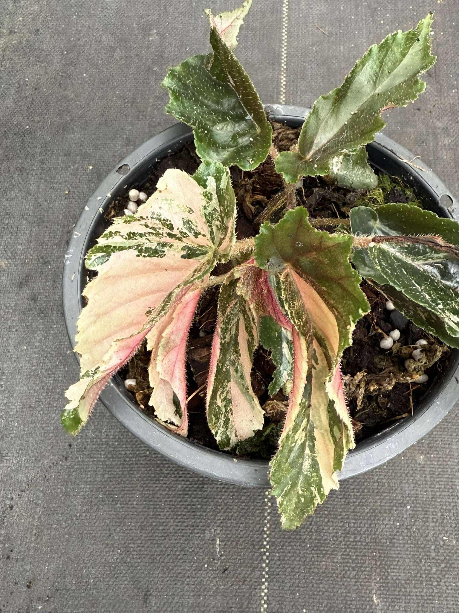 Rare Begonia Ginny Galaxy - Pink Variegation House Plant - PotPlantPetal Co.