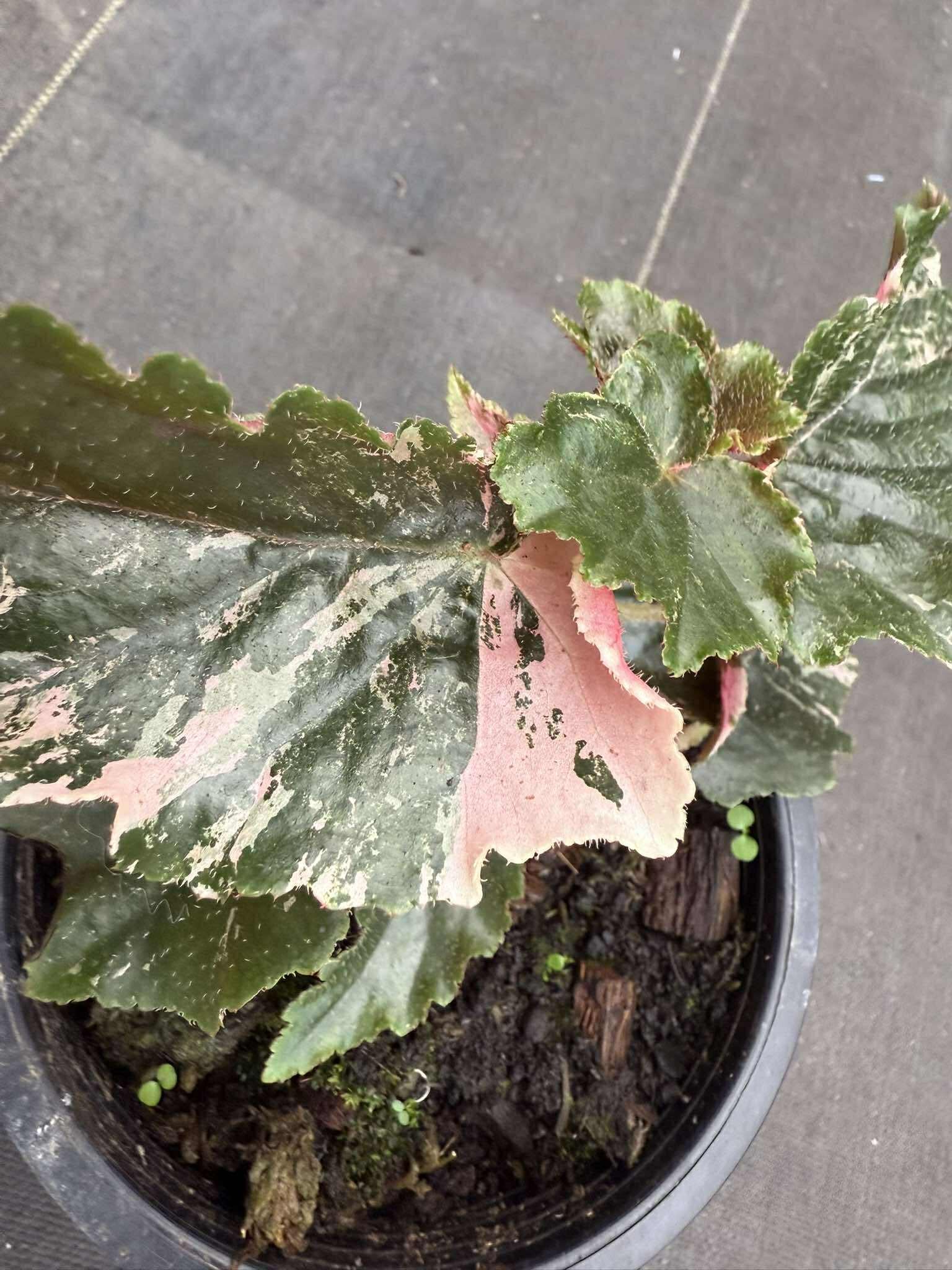 Rare Begonia Ginny Galaxy - Pink Variegation House Plant - PotPlantPetal Co.