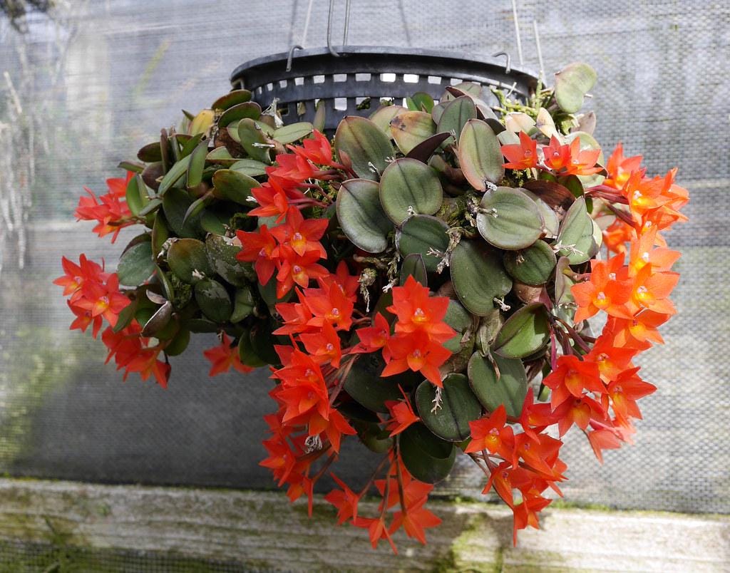 Mini Cattleya Orchid Plant - Sophronitis cernua - Home Garden