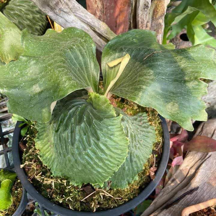 Platycerium madagascariense (プラティセリウム マダガスカリエンセ) 1 Plant Rare Staghorn Fern collection 1 plant - PotPlantPetal Co.