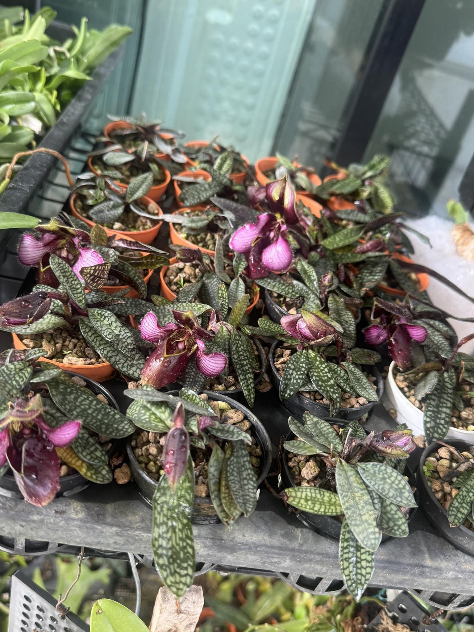 Paphiopedilum rungsuriyanum