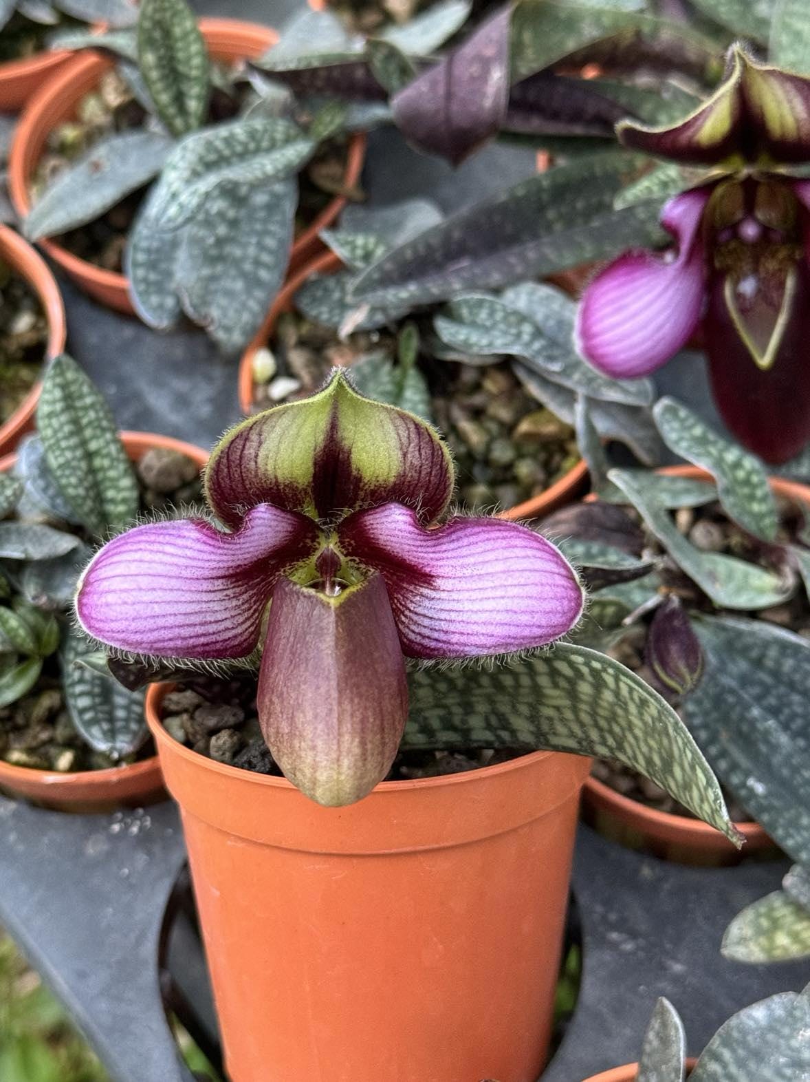 Paphiopedilum rungsuriyanum