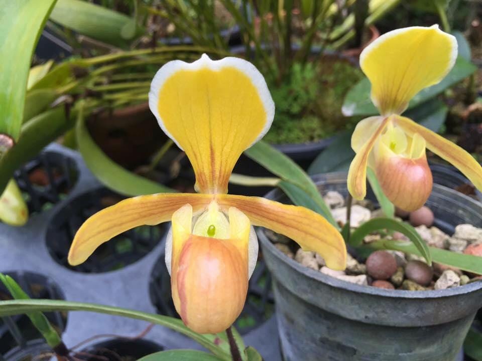 Paphiopedilum halenae (Ellen’s Paphiopedilum) 1 plant orchid bloom size Mini lady slipper orchid