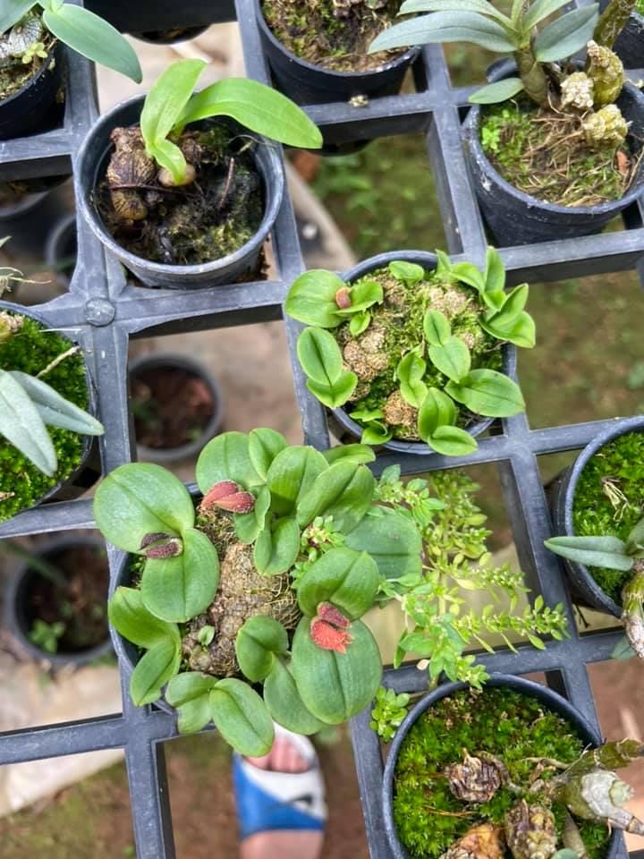 Porpax ustulata 1 plant orchid species small size , plant for home & garden Terrarium orchid Miniature orchid