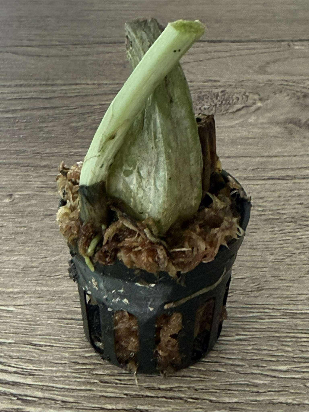Calanthe Rose Georgene x Calanthe First Lady 1 plante / Bulbe Orchidée rare, Orchidée terrestre