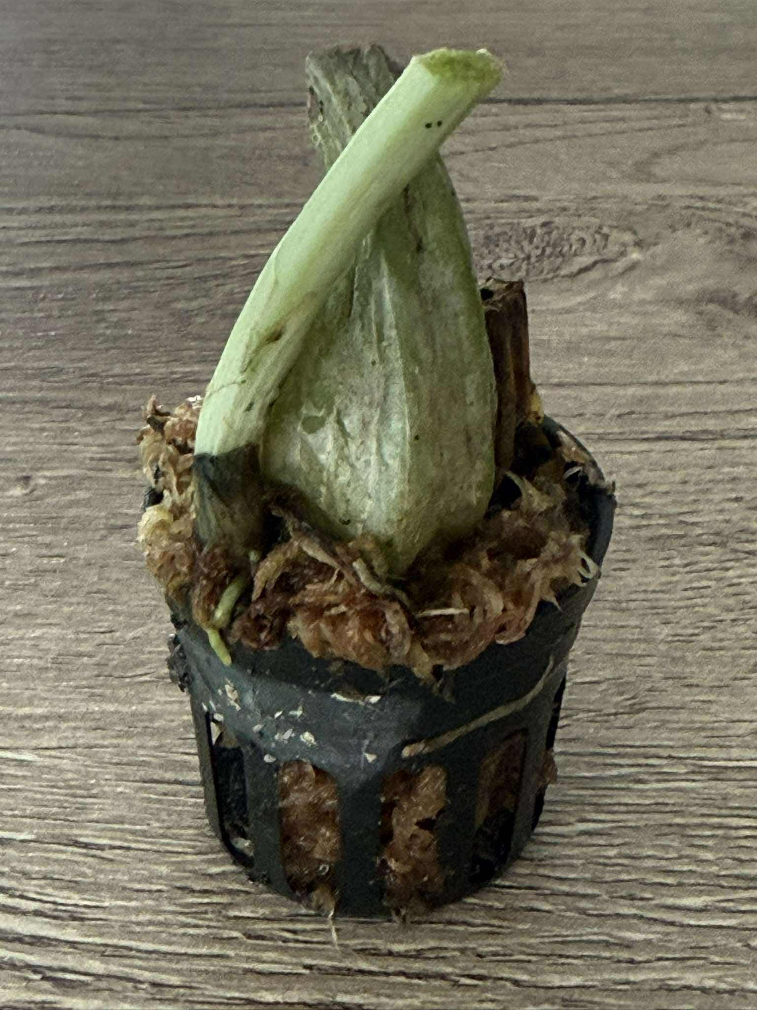 Calanthe Rose Georgene x Calanthe First Lady  1 plant /Bulb Orchid rare ,Terrestial orchid