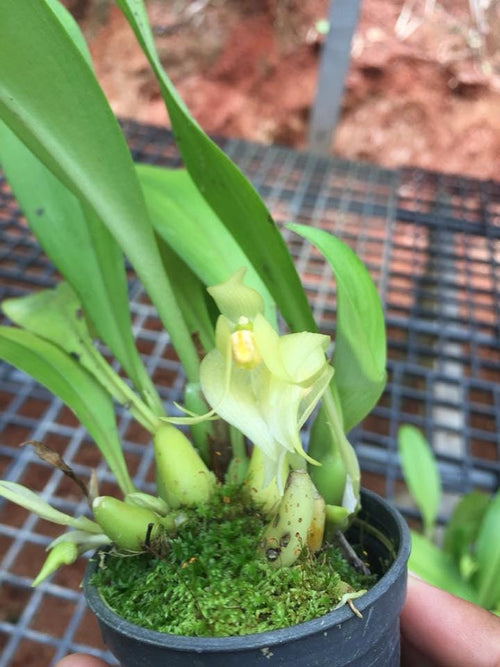 Bulbophyllum rugosum 1 plant Bloom size orchid plant for home  garden Collection
