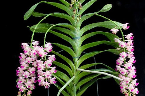 Aerides Korat Koki(fragrant) 1 plant  beautiful Orchid Hybird Vanda Orchid  Aerides Orchid