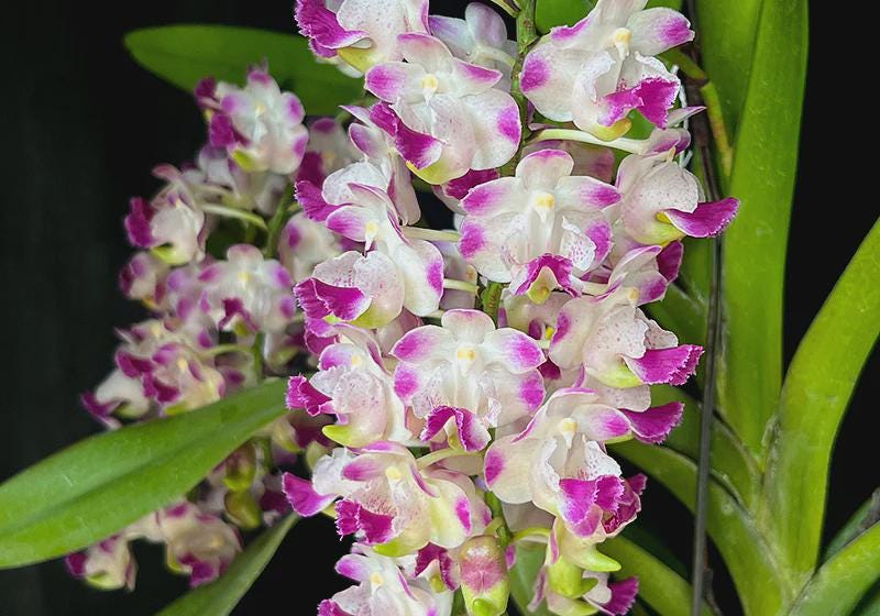 Aerides Korat Koki(fragrant) 1 plant  beautiful Orchid Hybird Vanda Orchid  Aerides Orchid