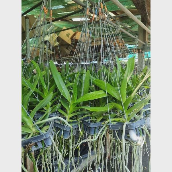 Aerides Korat Koki(fragrant) 1 plant  beautiful Orchid Hybird Vanda Orchid  Aerides Orchid