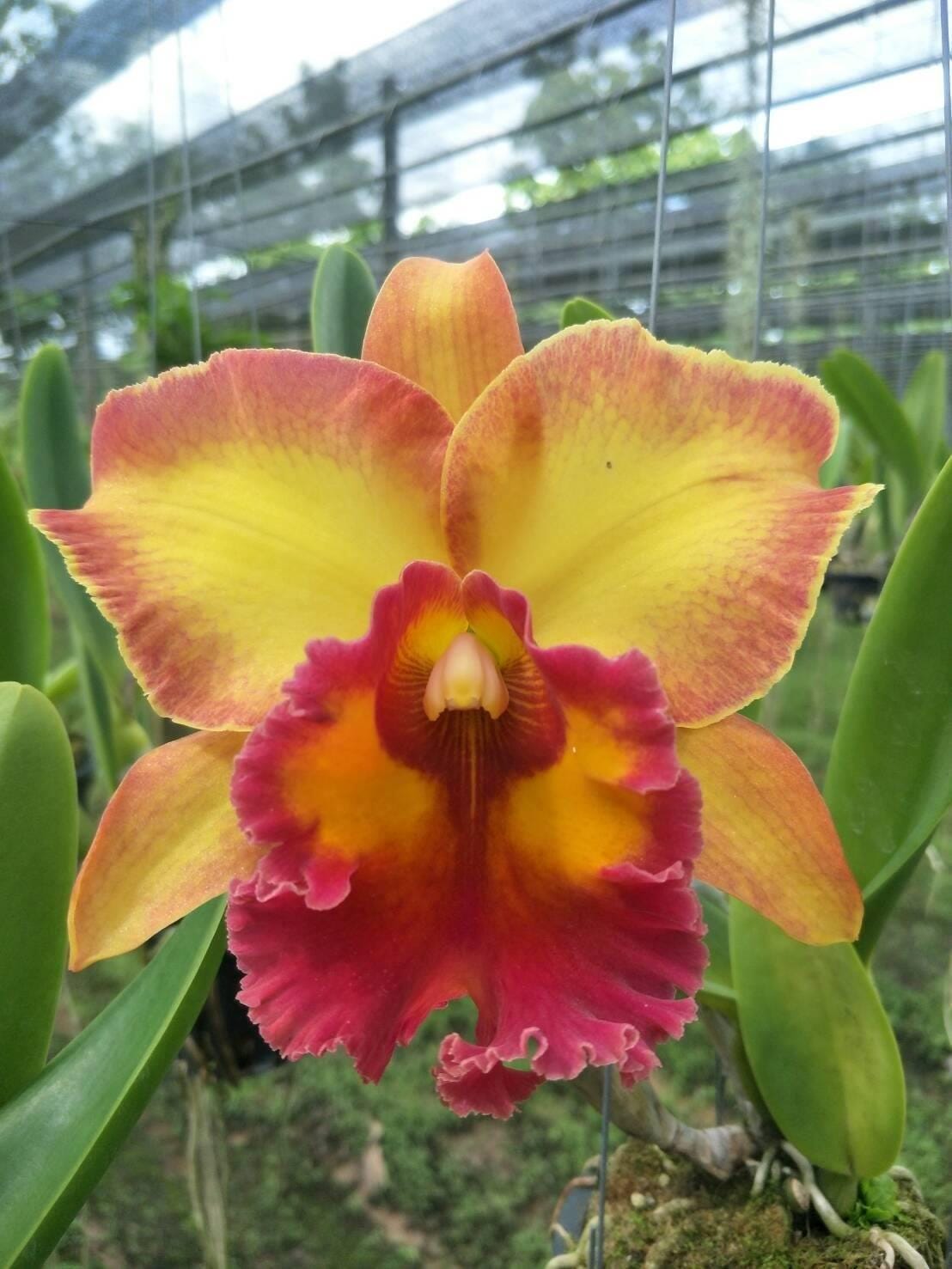 Cattleya Chomthong Fancy (Rhyncholaeliocattleya) 1 plant Yellow/red/orange Cattleya orchid collection Rare orchid hybrids