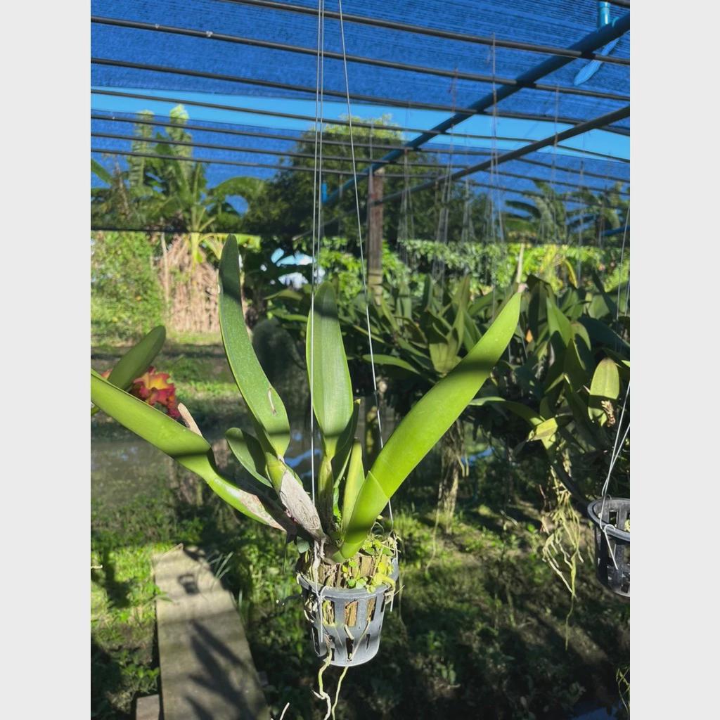 Cattleya Chomthong Fancy (Rhyncholaeliocattleya) 1 plante Collection d'orchidées Cattleya jaune/rouge/orange Hybrides d'orchidées rares