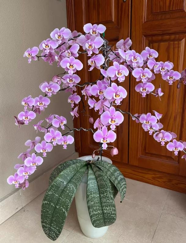 Phalaenopsis schilleriana 1 plant orchid collection mottled silver foliage and fragrant ,Phalaenopsis Pink Flower