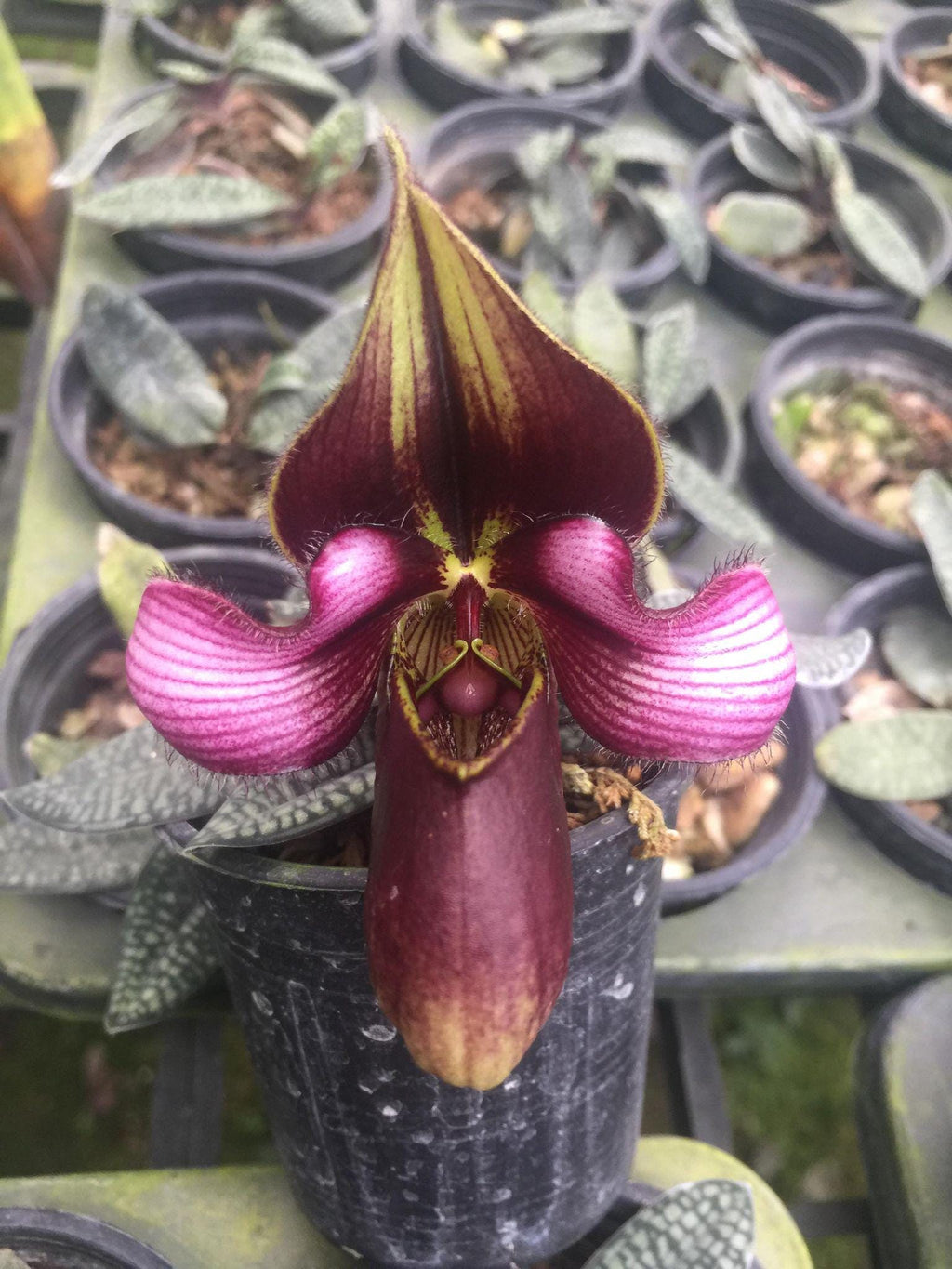 Orchidée Paphiopedilum rungsuriyanum 1 plante taille de floraison d'orchidée