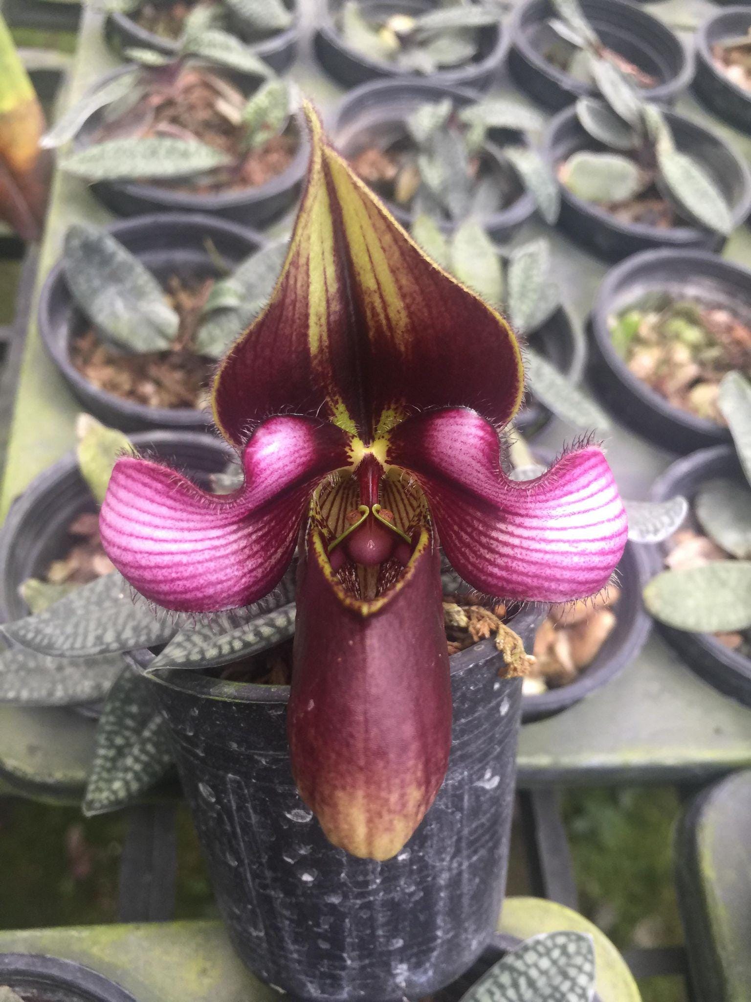 Orchid Paphiopedilum rungsuriyanum 1 plant orchid bloom size
