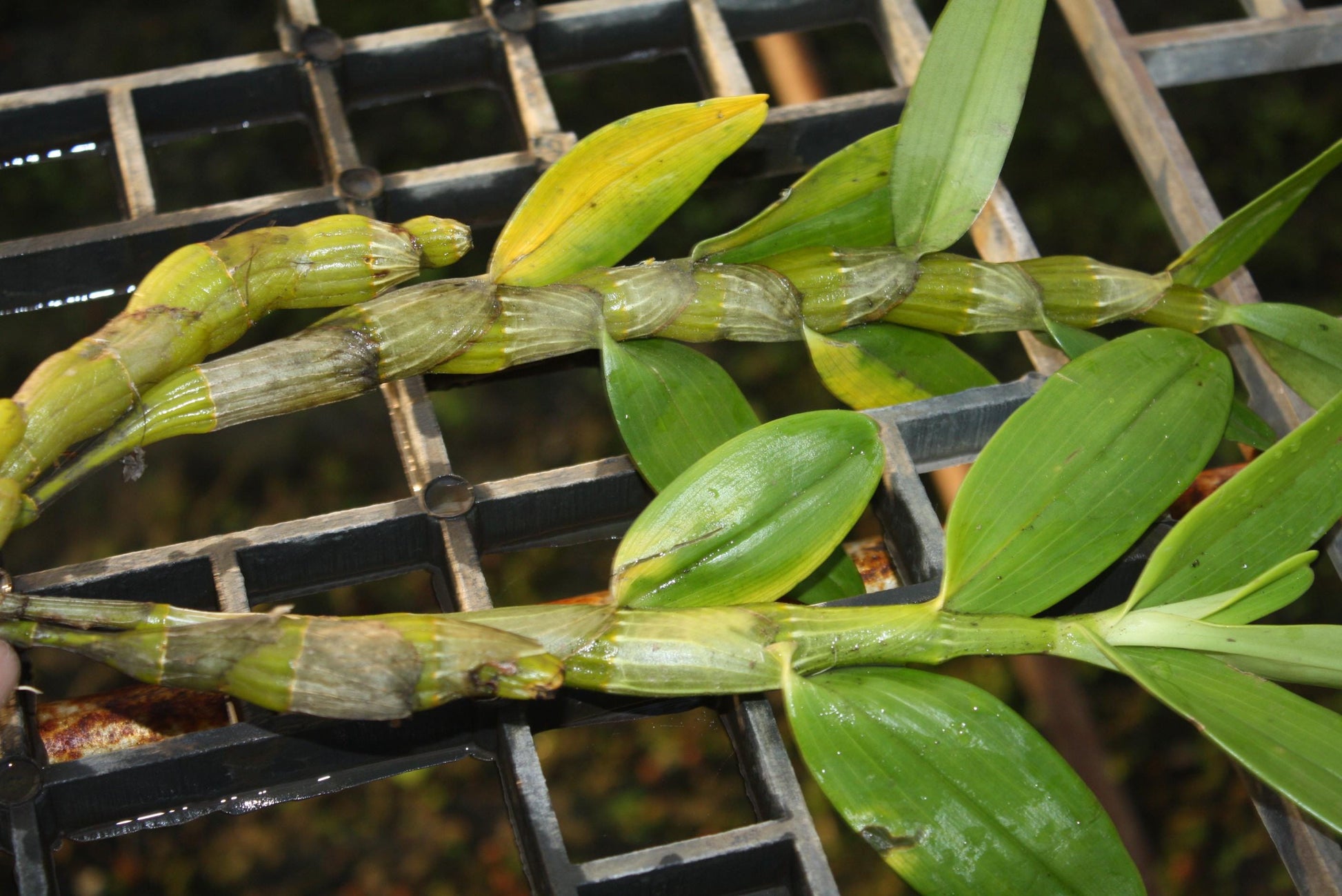 Dendrobium formosum