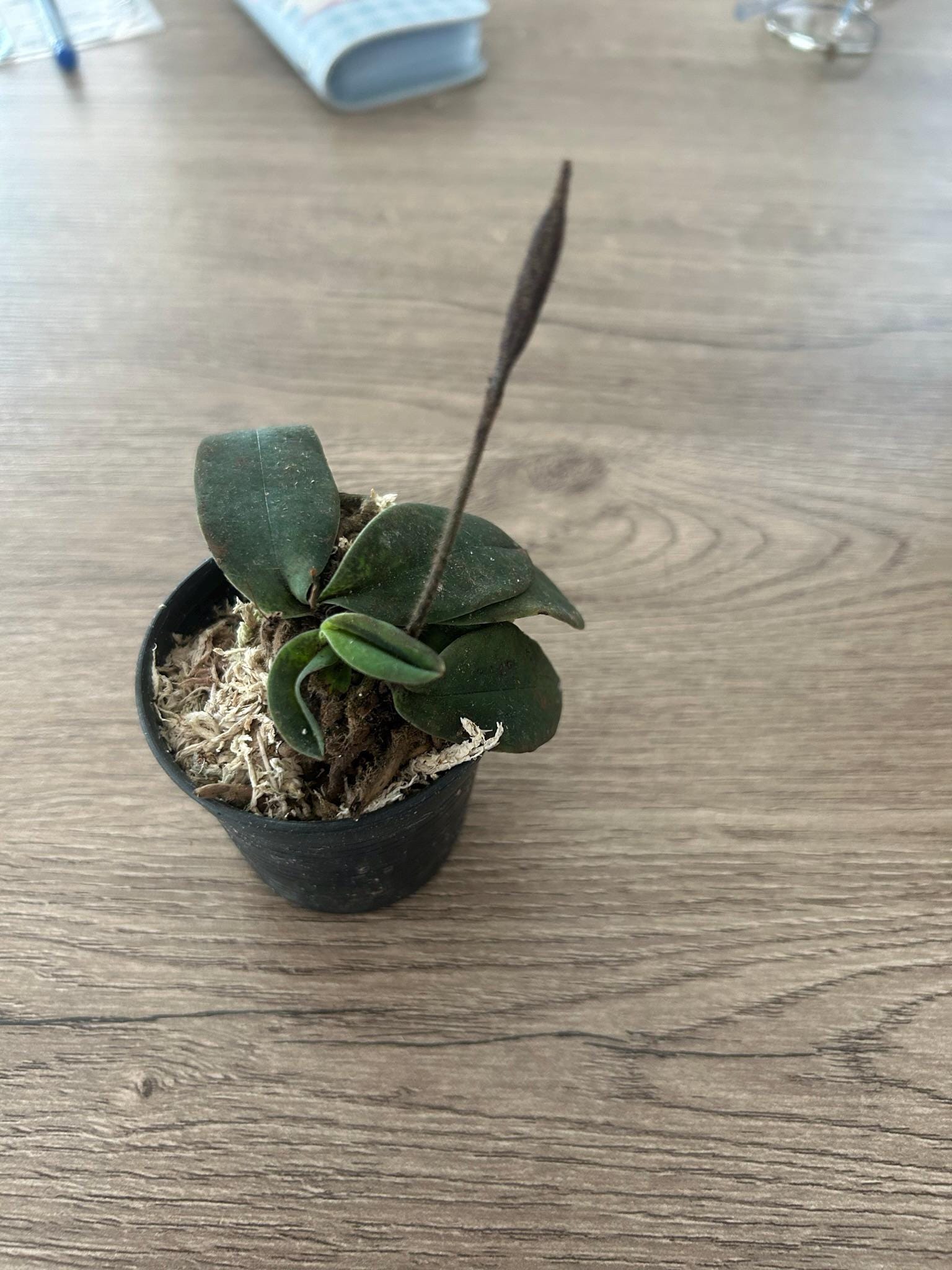 Orchid Paphiopedilum canhii  1 plant Slipper Orchid rare (propagated it from seed)