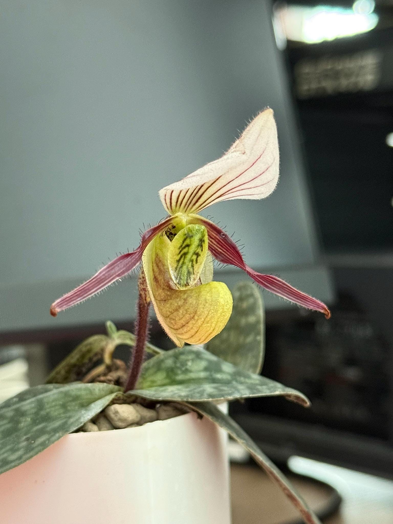 Orchid Paphiopedilum canhii  1 plant Slipper Orchid rare (propagated it from seed)