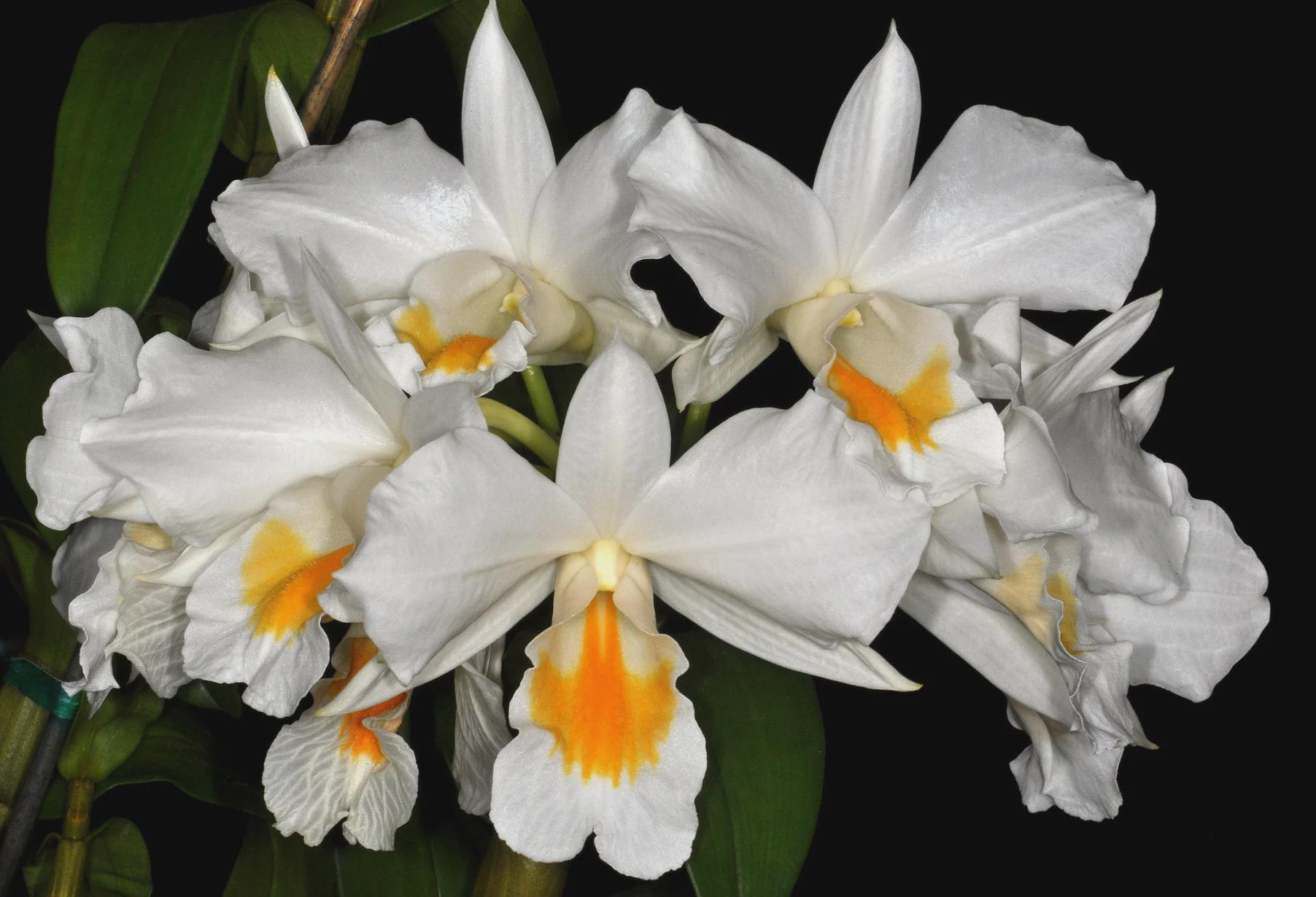 Dendrobium formosum