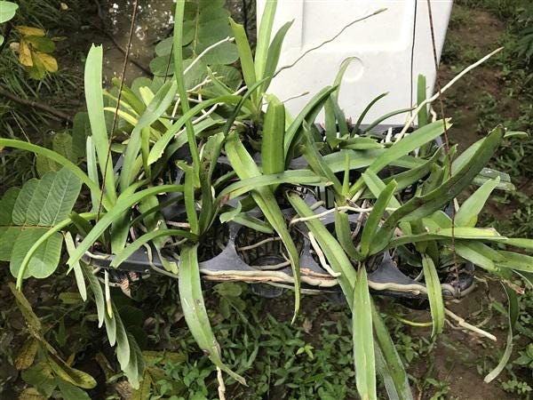 Rhynchostylis retusa (Vanda)