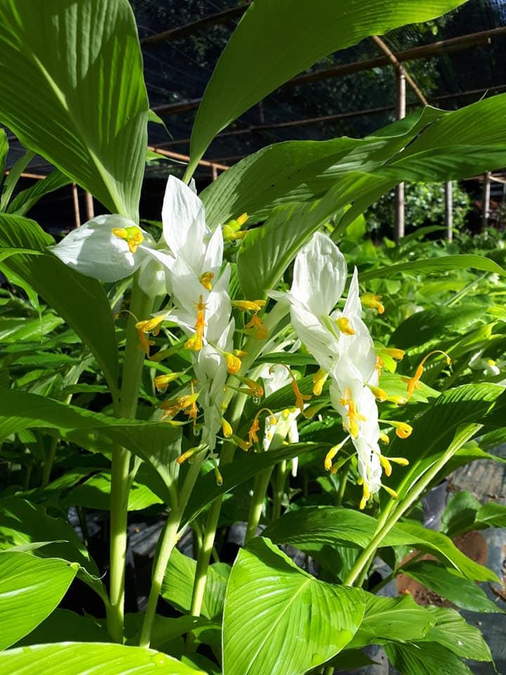 WHITE Globba winitii - PotPlantPetal Co.