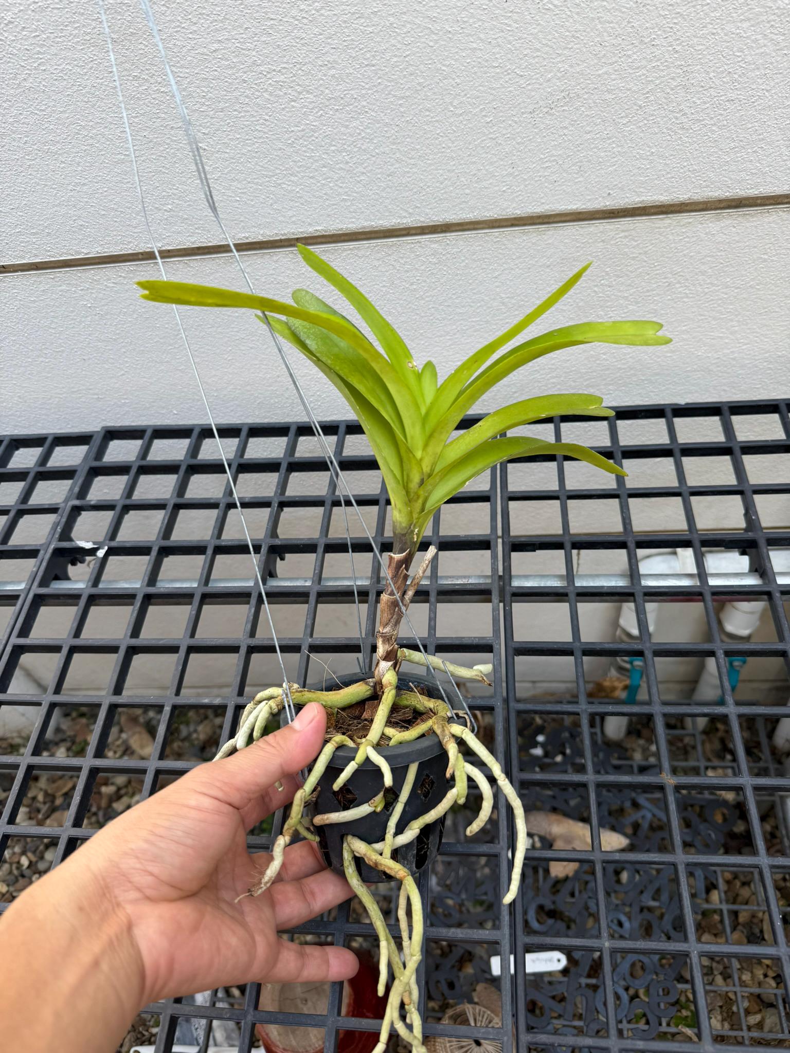Vanda coerulea  1 plant Blue Vanda orchid Vanda orchid Orchidaceae Epiphytic orchid Orchid species
