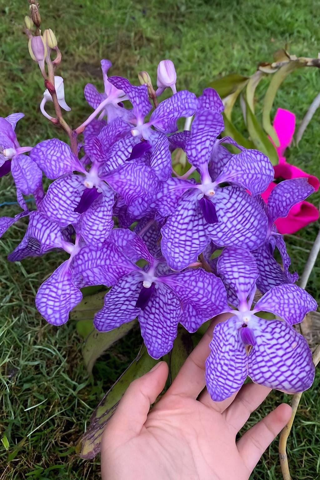 Vanda coerulea  1 plant Blue Vanda orchid Vanda orchid Orchidaceae Epiphytic orchid Orchid species