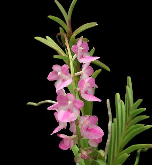 Aerides krabiense 1 plant Pink Vanda/Rhyncostylis orchid Orchidaceae Epiphytic orchid Collection