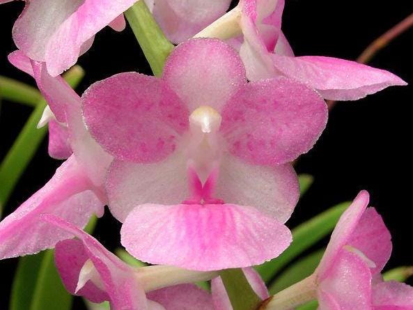 Aerides krabiense 1 plant Pink Vanda/Rhyncostylis orchid Orchidaceae Epiphytic orchid Collection