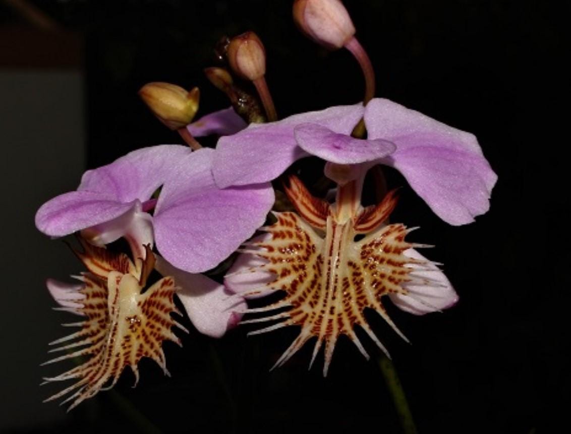 Papilionanthe (Vanda) pedunculata