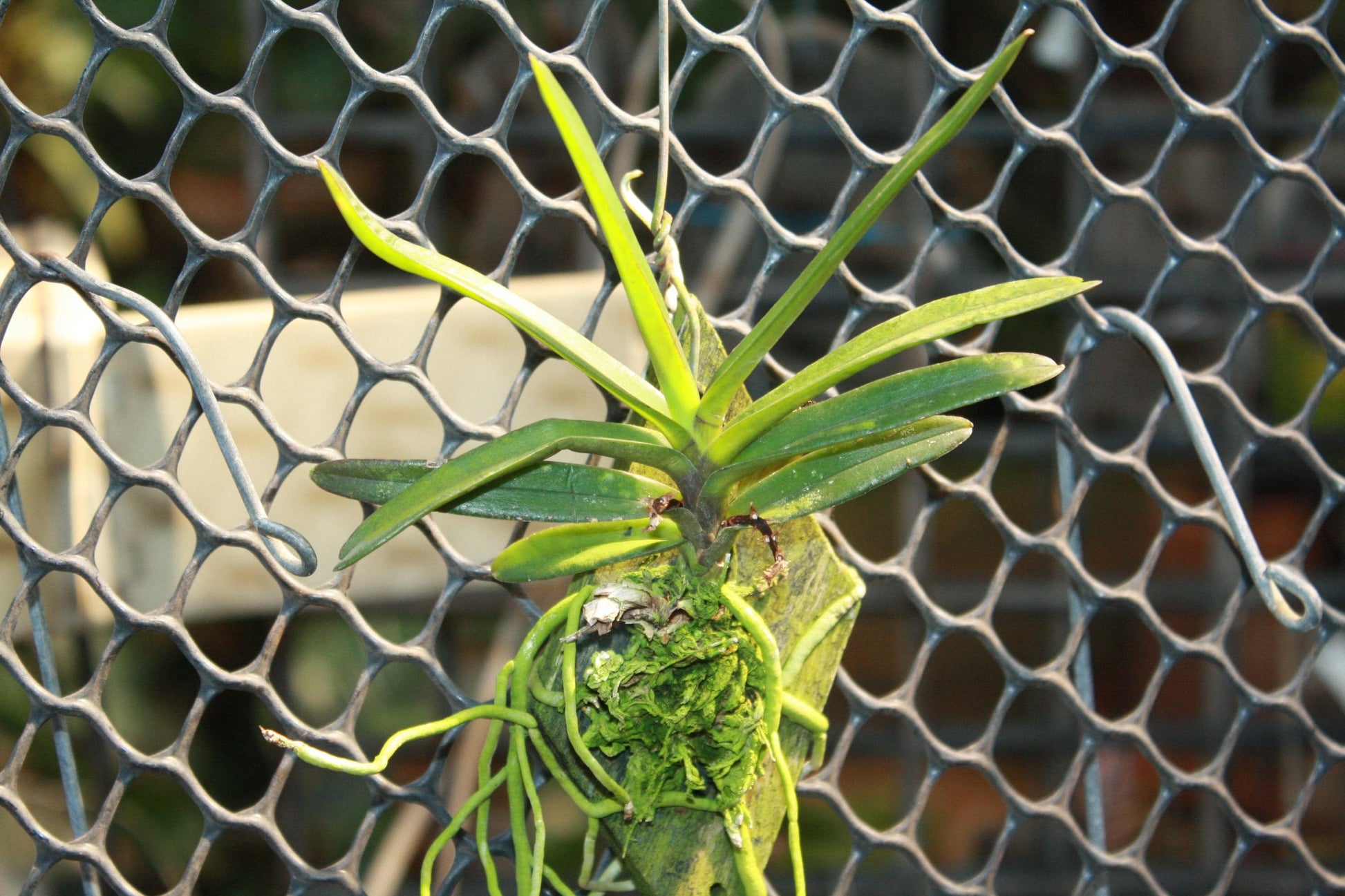 Ascocentrum pusillum (Vanda nana)