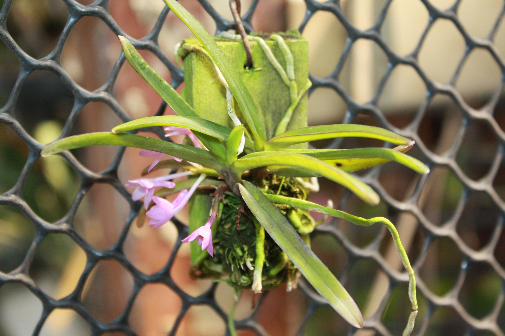Ascocentrum pusillum (Vanda nana)