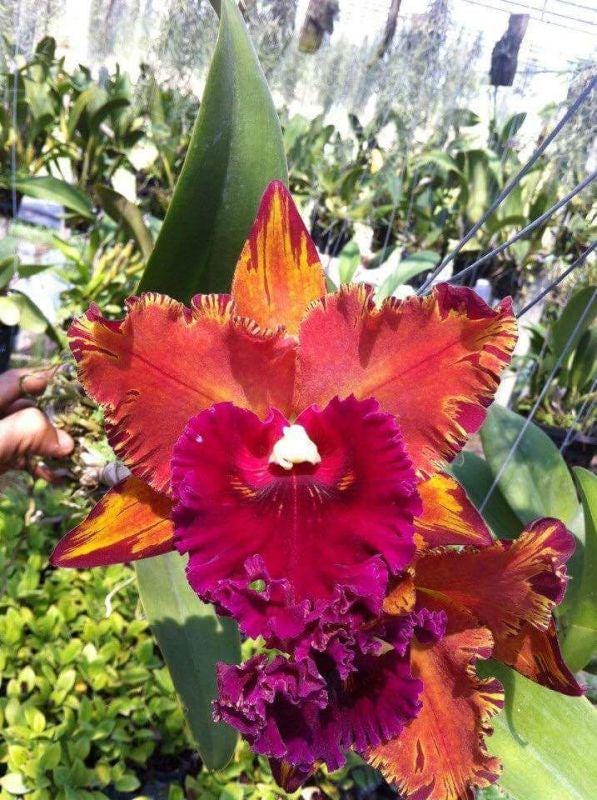 Cattleya (Rlc.) Hey Song Flame Dance (Flower Size) - PotPlantPetal Co.