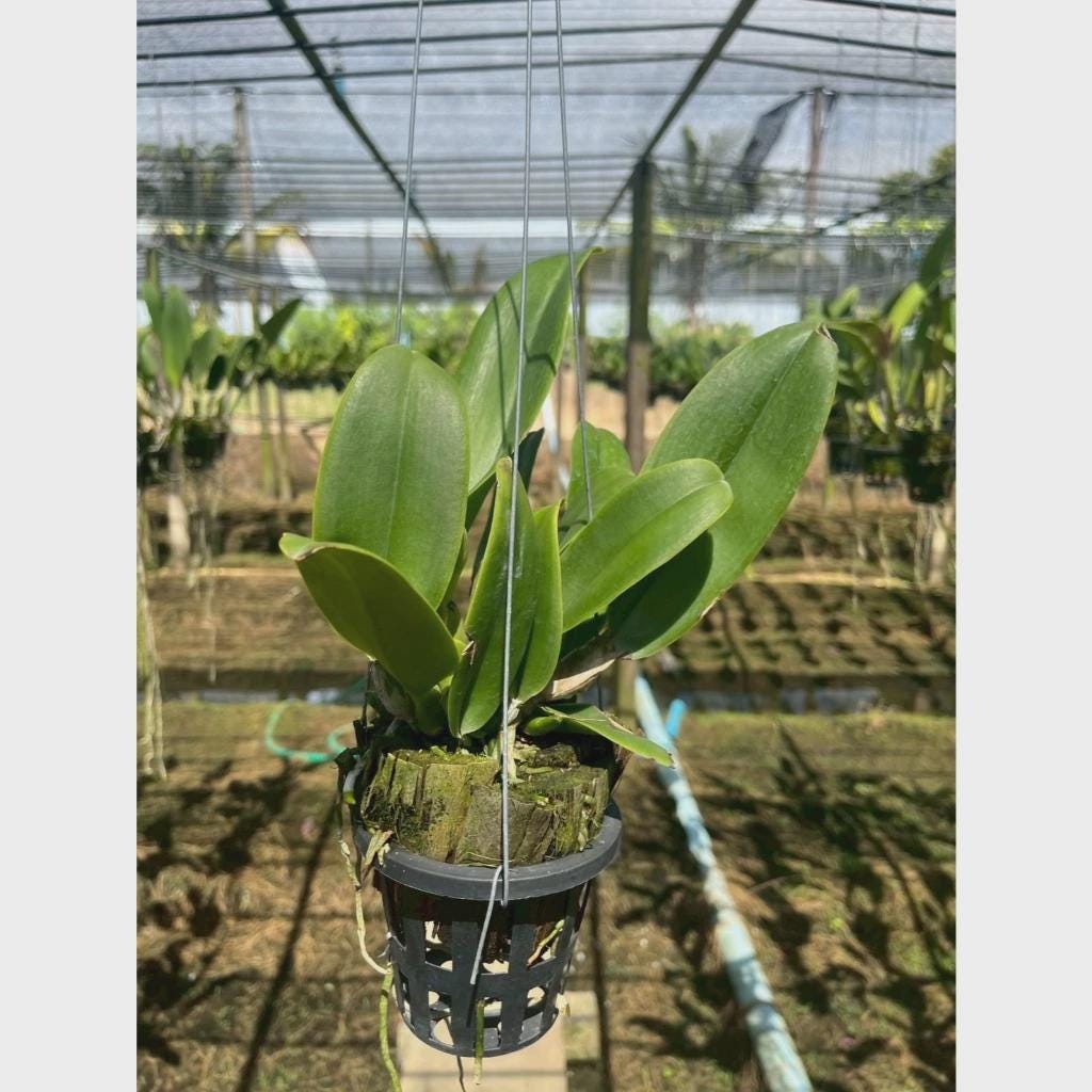Cattleya (Rlc.) Rungnapa New - PotPlantPetal Co.