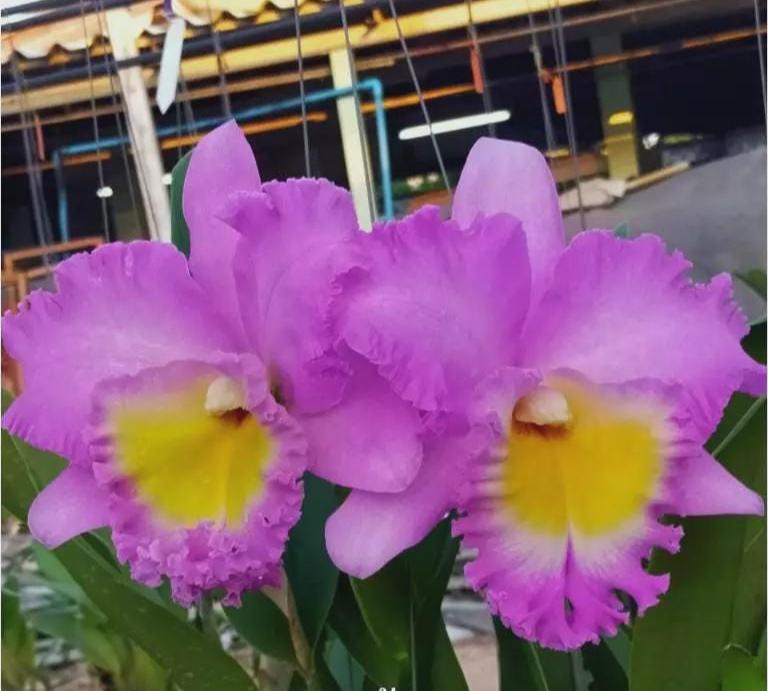 Cattleya (Rlc.) Rungnapa New - PotPlantPetal Co.