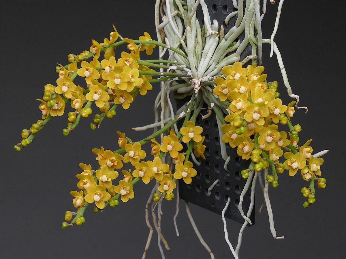 Chiloschista nakornpanomensis