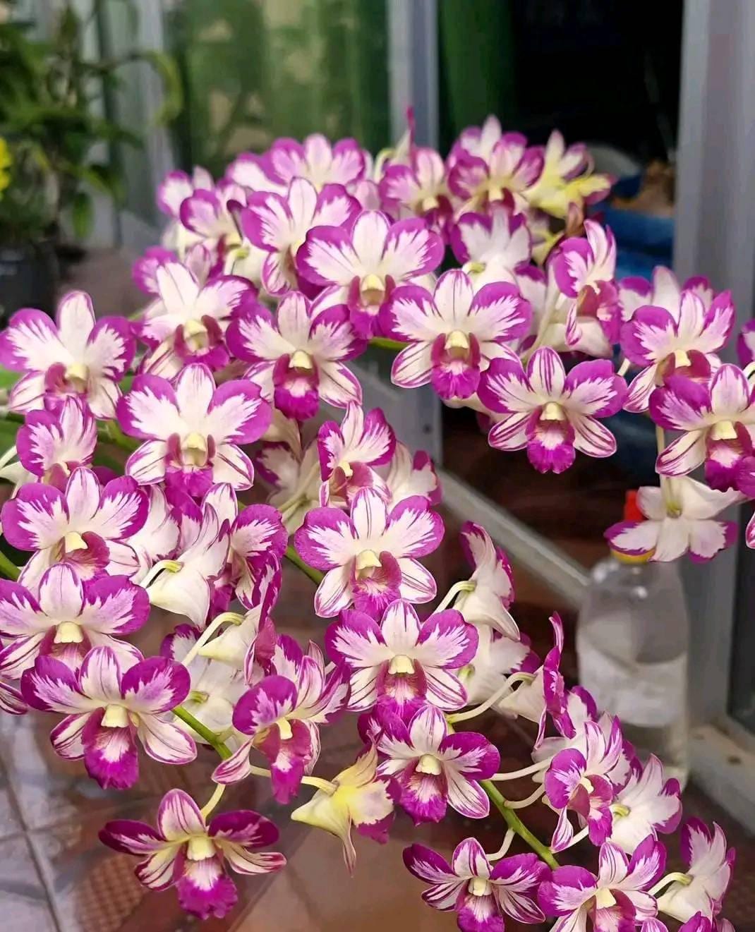 Dendrobium Enobi Mickey Mouse Orchid - Pink Bloom, 1" Pot - PotPlantPetal Co.