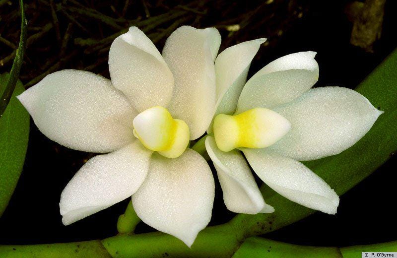 Thrixspermum calceolus  (Vanda)